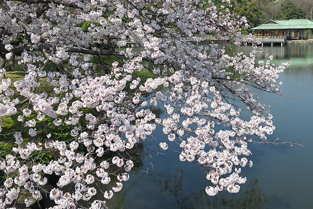中央区 桜づくし Part.1 | Central Tokyo for Tourism - 東京